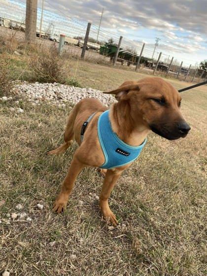 Wispa, a Adoptable mixed breed in McCook, NE image 1/3