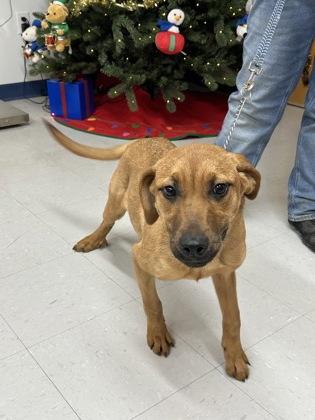 Wispa, Adoptable, Puppy Female Vizsla & Mixed Breed.