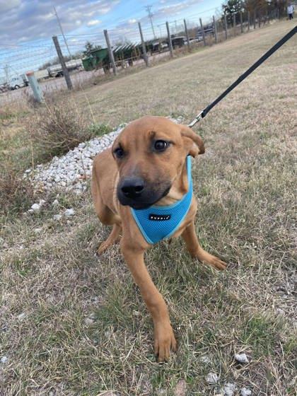 Wispa, a Adoptable mixed breed in McCook, NE image 2/3