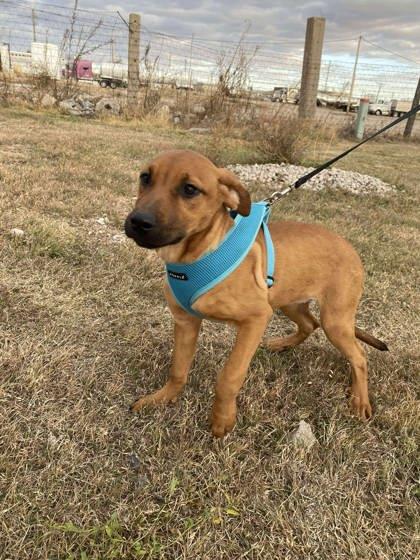 Wispa, a Adoptable mixed breed in McCook, NE image 3/3