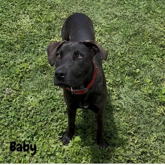 Enlarge Baby, a Adoptable mixed breed in Shreveport, LA image 1/1