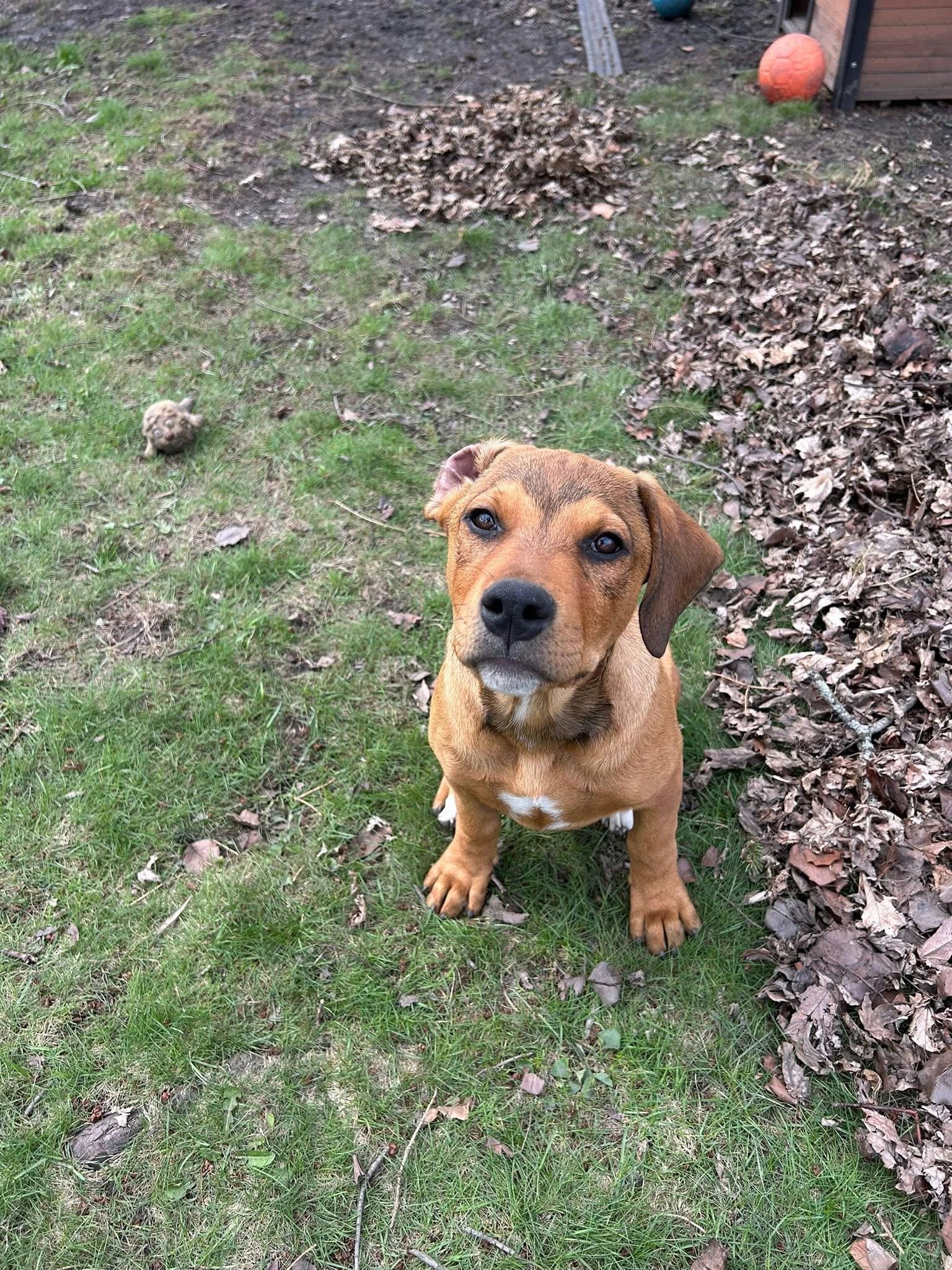 Enlarge Leroy, a ADOPTABLE mixed breed in Palos Heights, IL image 1/3