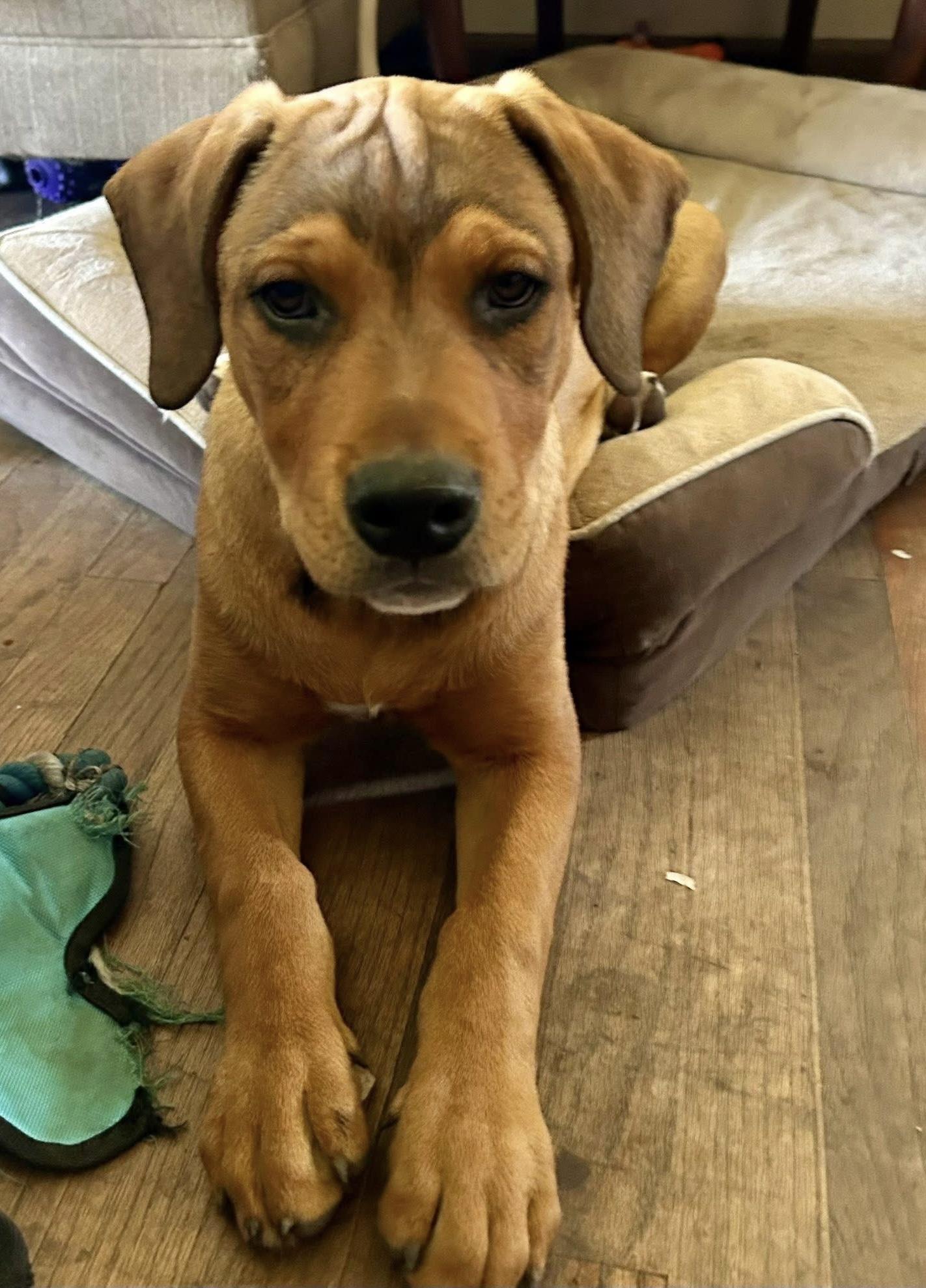 Enlarge Leroy, a ADOPTABLE mixed breed in Palos Heights, IL image 3/3