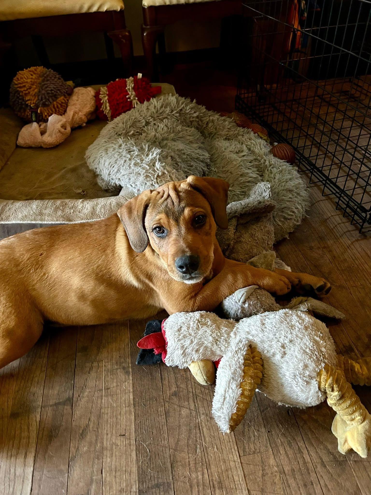 Enlarge Leroy, a ADOPTABLE mixed breed in Palos Heights, IL image 2/3
