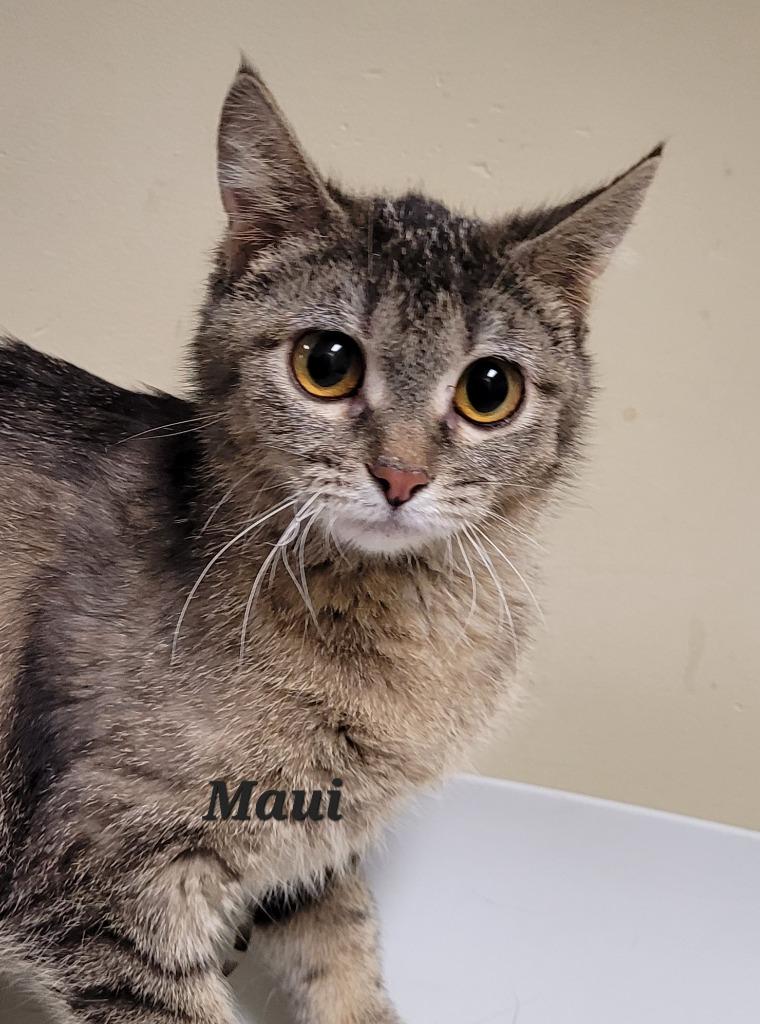 Enlarge Maui, a Adoptable mixed breed in Cedar Rapids, IA image 1/1
