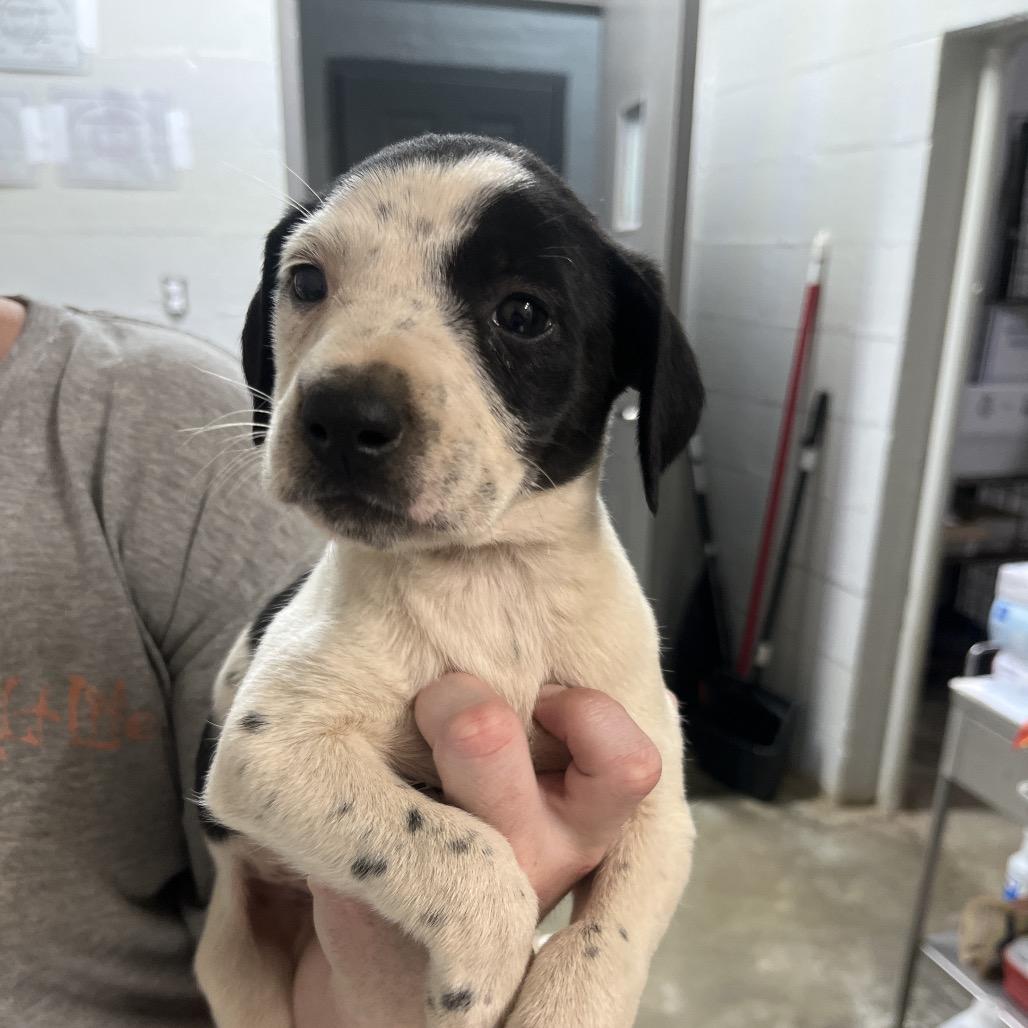 Babygirl, Adoptable, Puppy Female Pit Bull Terrier & Mixed Breed.