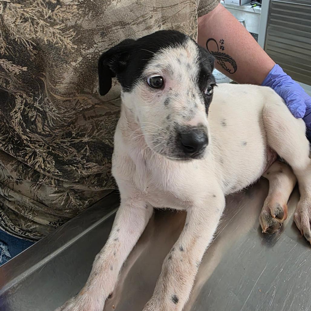 Babygirl, a Adoptable mixed breed in Clanton, AL image 2/2