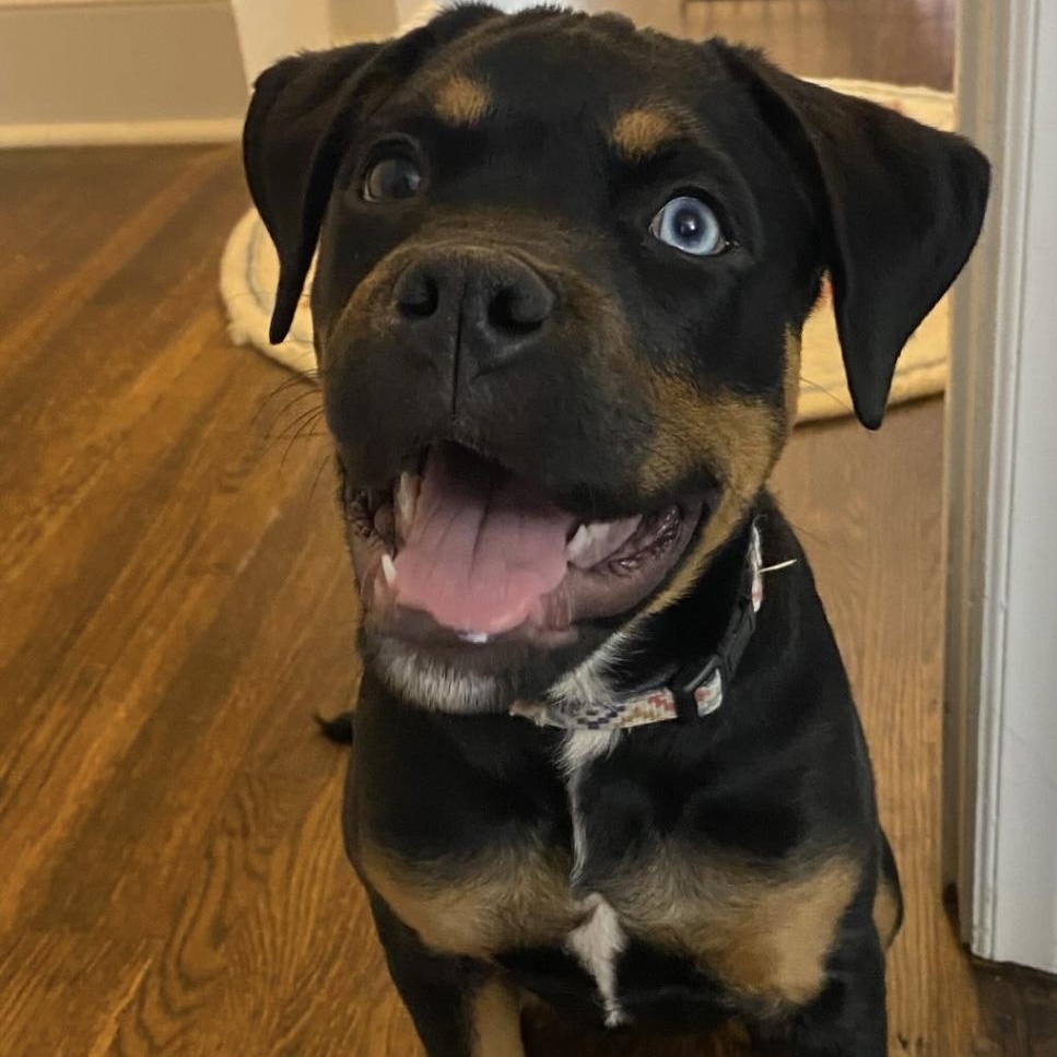 Enlarge Missy Elliot, a Adoptable mixed breed in Charlotte, NC image 3/6