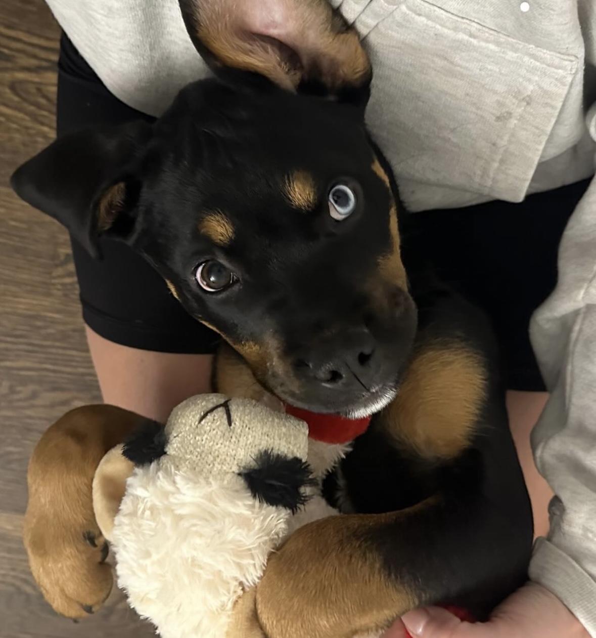 Enlarge Missy Elliot, a Adoptable mixed breed in Charlotte, NC image 4/6