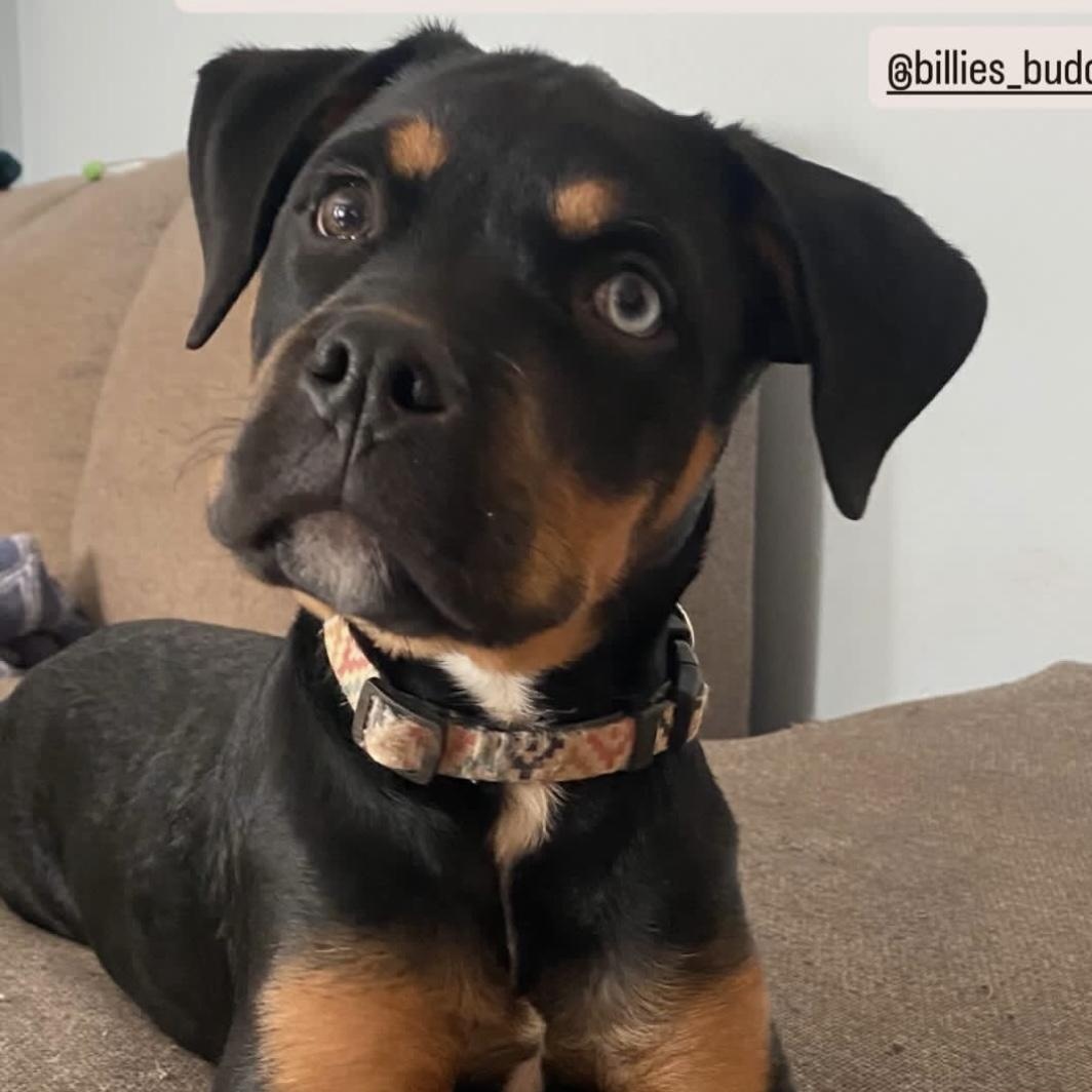 Enlarge Missy Elliot, a Adoptable mixed breed in Charlotte, NC image 2/6