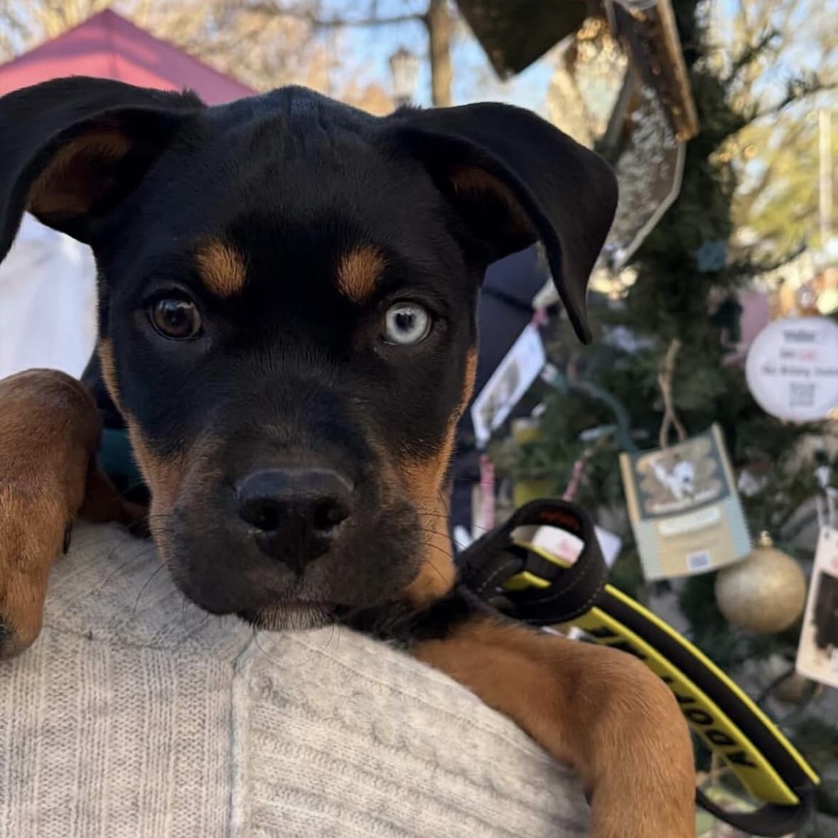 Enlarge Missy Elliot, a Adoptable mixed breed in Charlotte, NC image 1/6