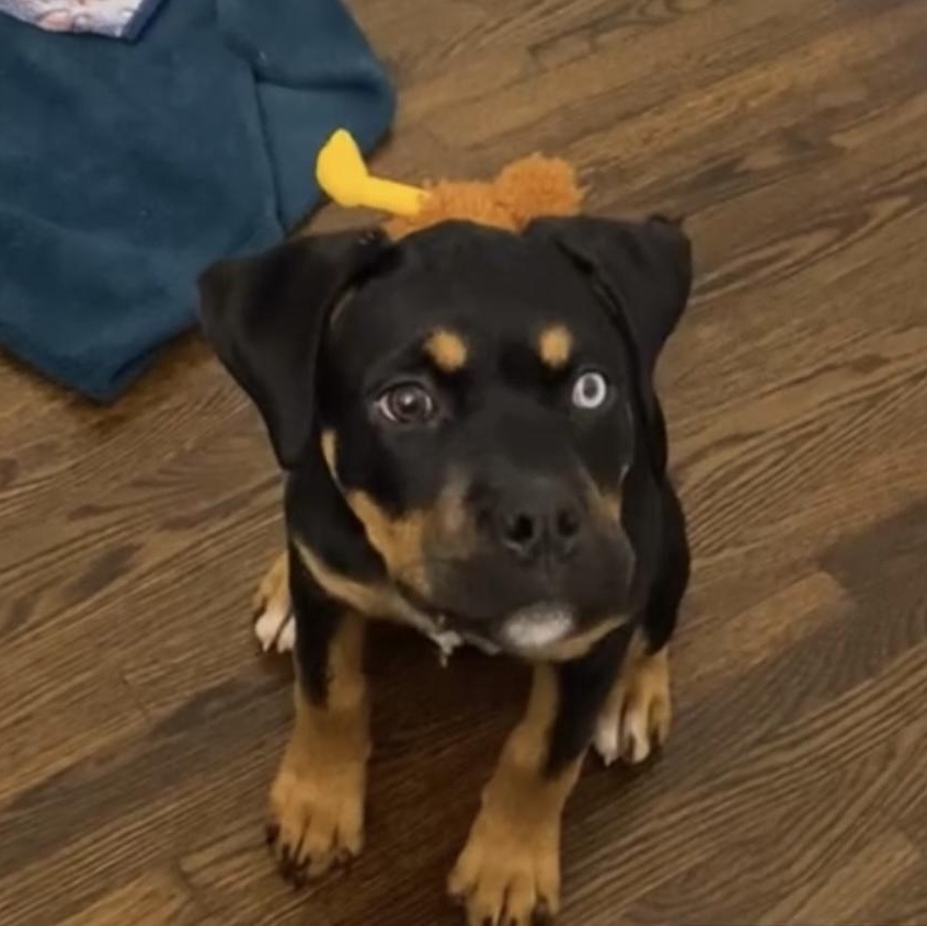 Enlarge Missy Elliot, a Adoptable mixed breed in Charlotte, NC image 6/6