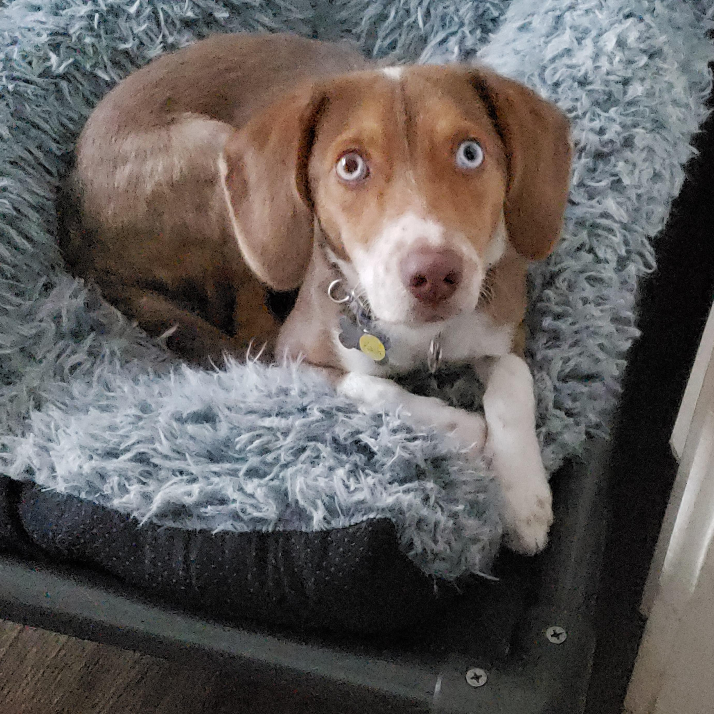 Enlarge Kash, a Adoptable mixed breed in Albany, NY image 2/6