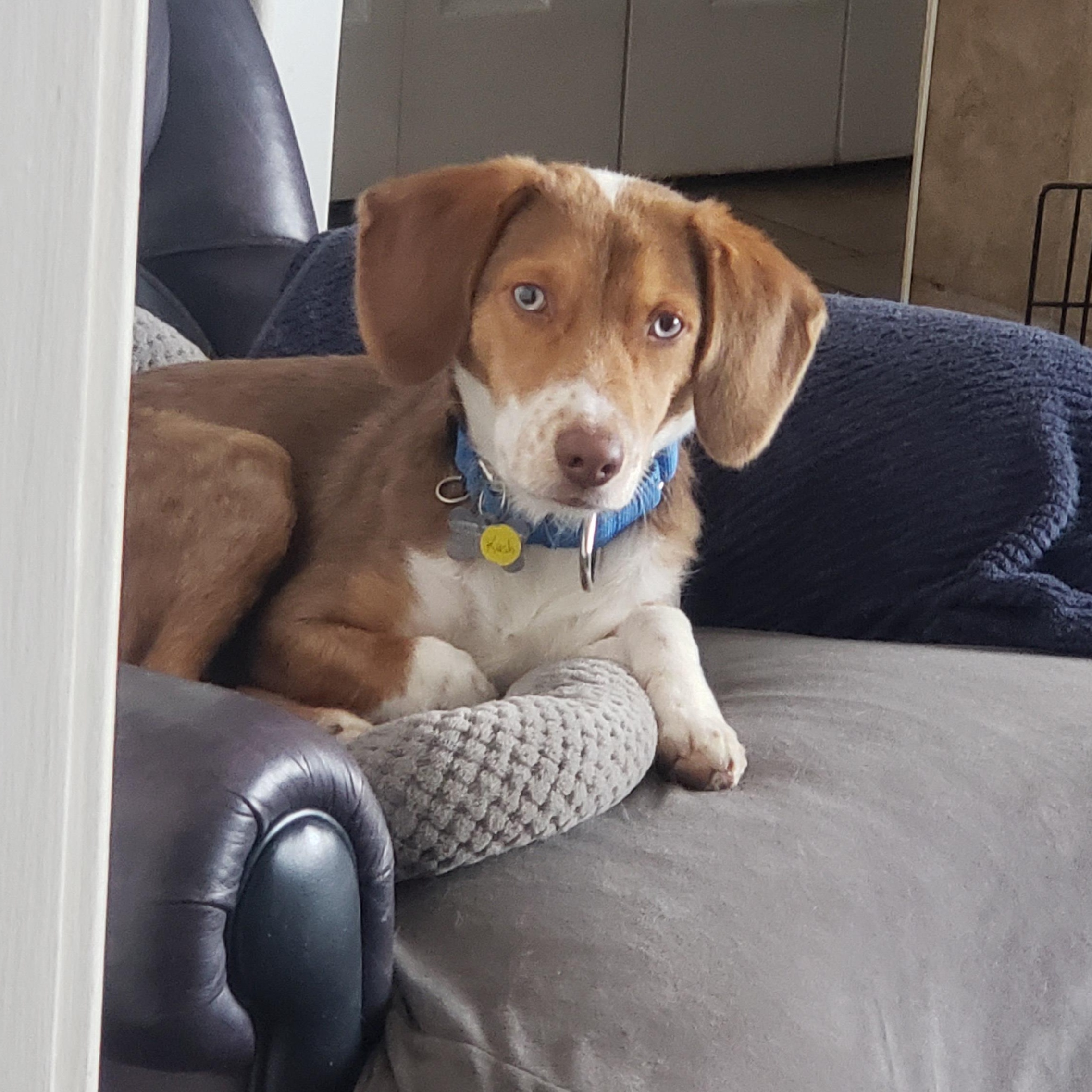 Enlarge Kash, a Adoptable mixed breed in Albany, NY image 3/6