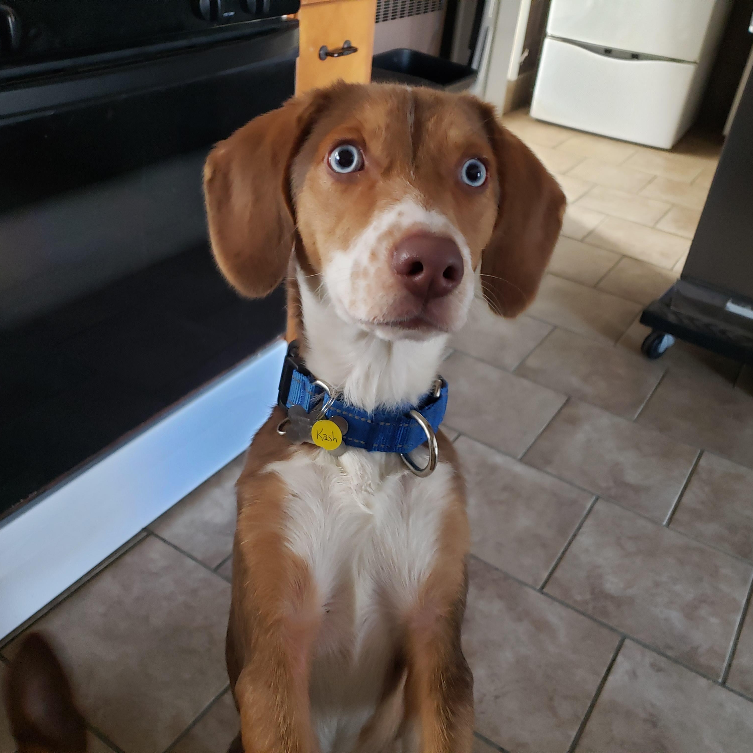 Enlarge Kash, a Adoptable mixed breed in Albany, NY image 4/6