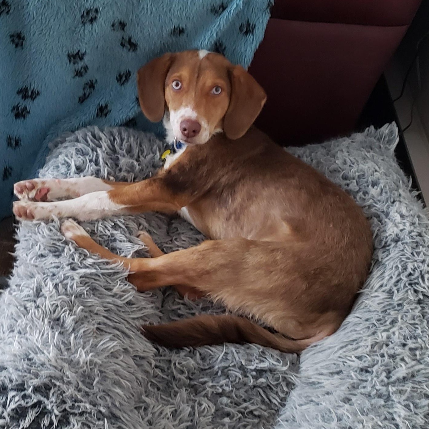 Enlarge Kash, a Adoptable mixed breed in Albany, NY image 5/6