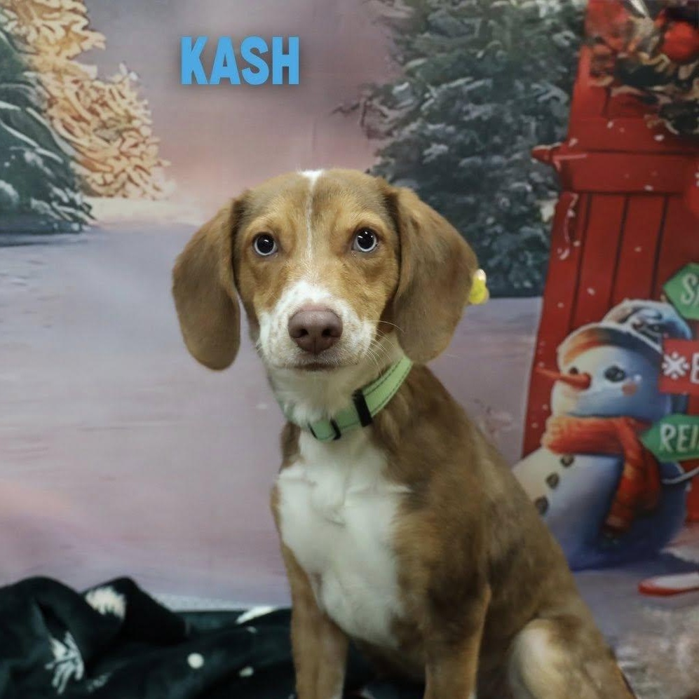 Kash, Adoptable, Young Male Beagle & Australian Cattle Dog / Blue Heeler.