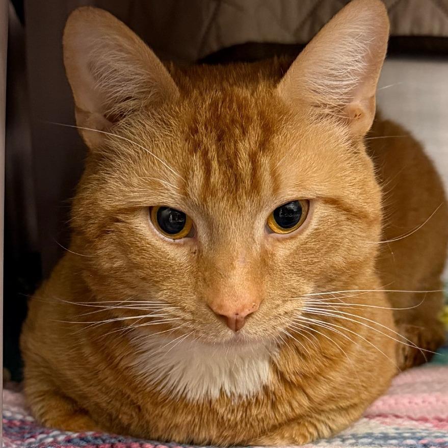 Todd, Adoptable, Adult Male Domestic Short Hair.