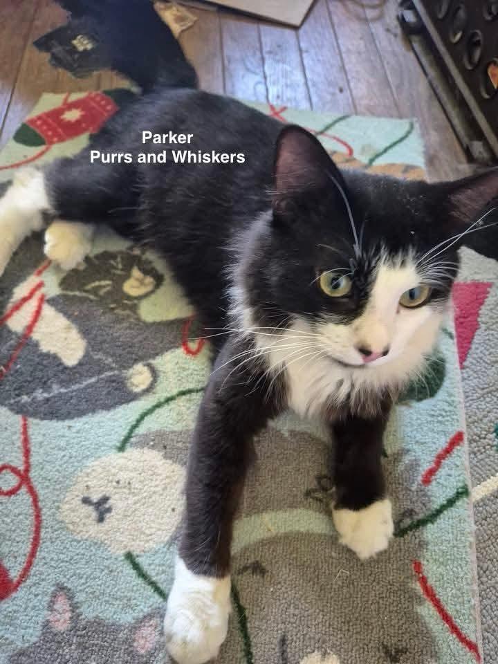 Enlarge Parker, a ADOPTABLE Domestic Short Hair in New Hartford, NY image 1/1