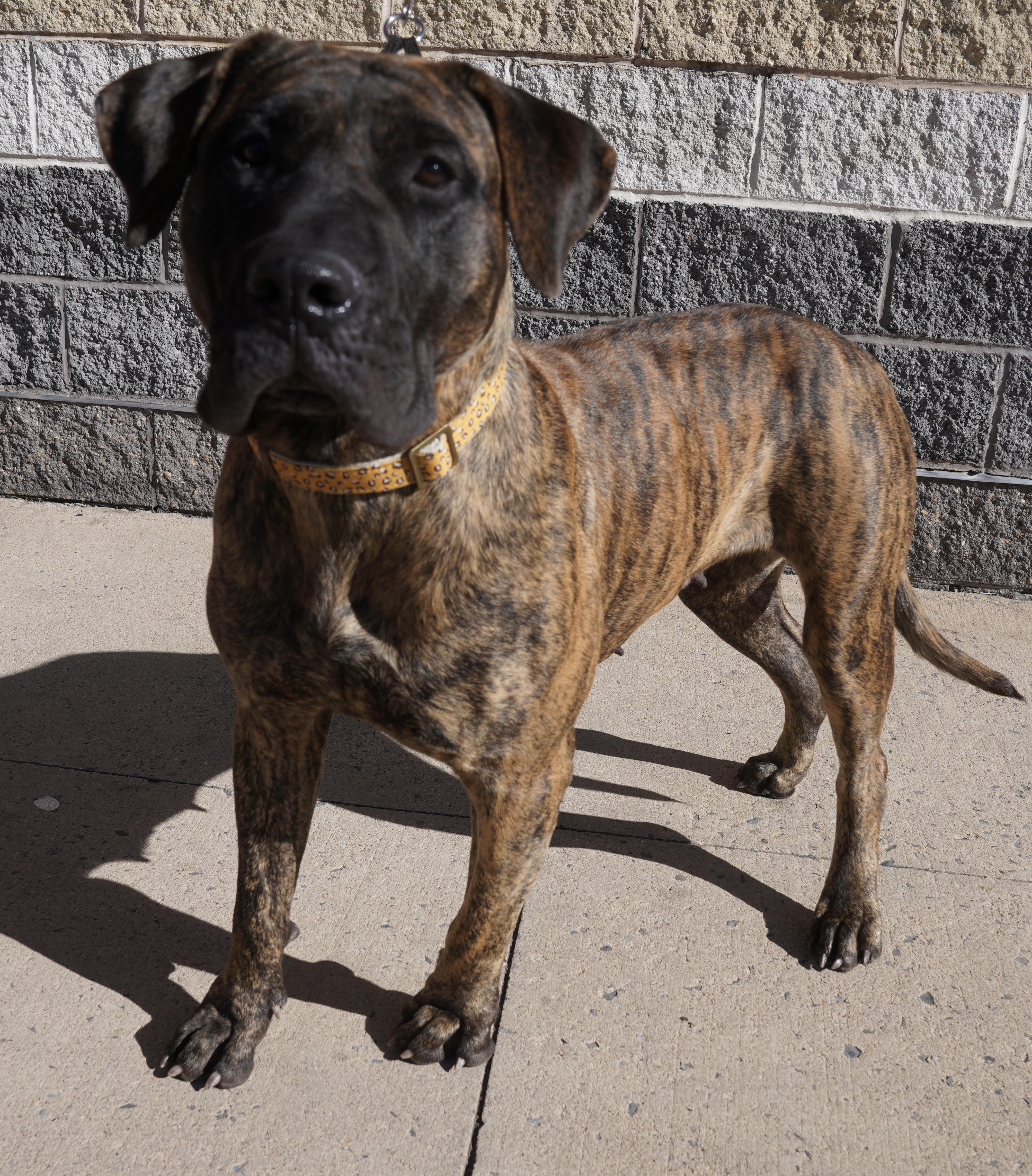 Shira, Adoptable, Adult Female Bullmastiff.