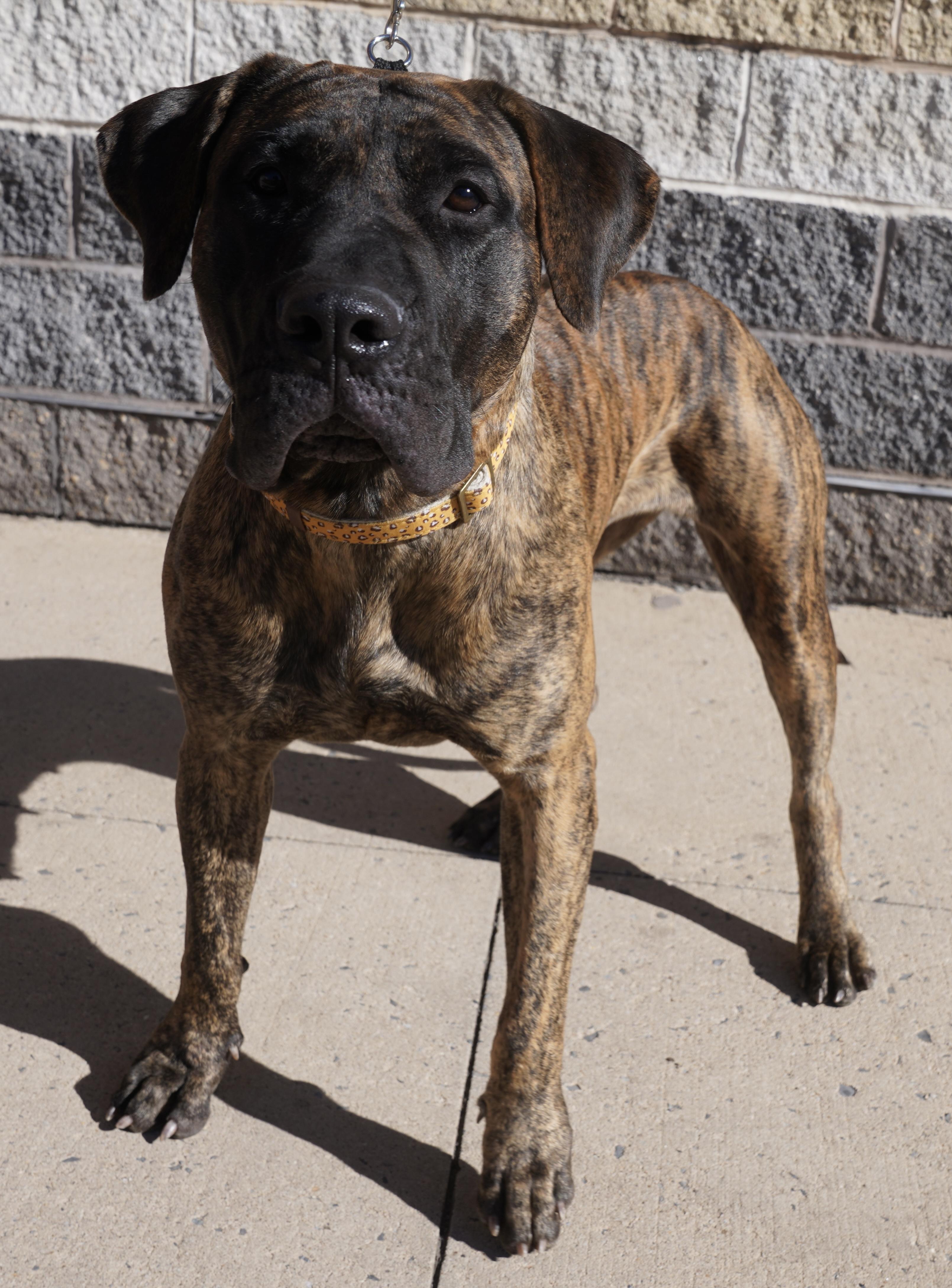 Shira, a Adoptable Bullmastiff in Pottsville, PA image 2/7
