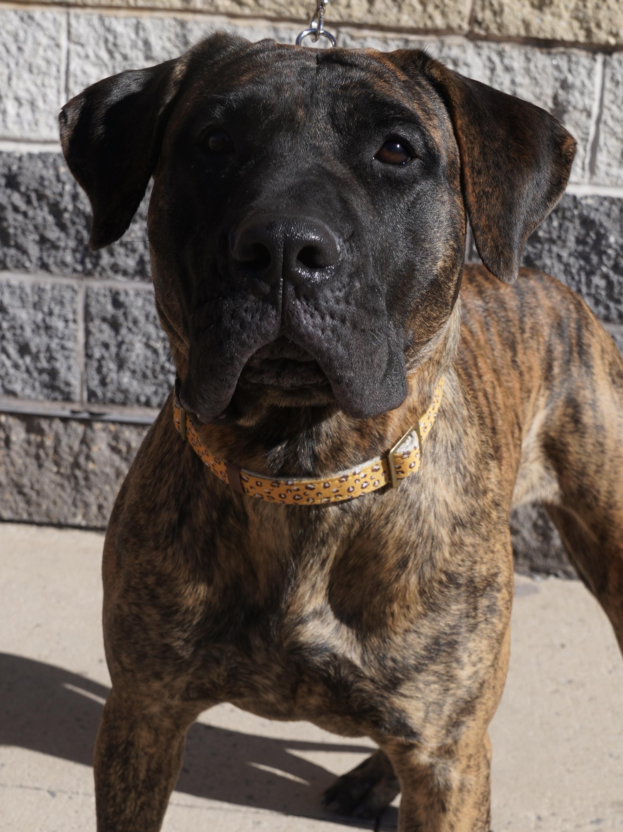 Shira, a Adoptable Bullmastiff in Pottsville, PA image 3/7