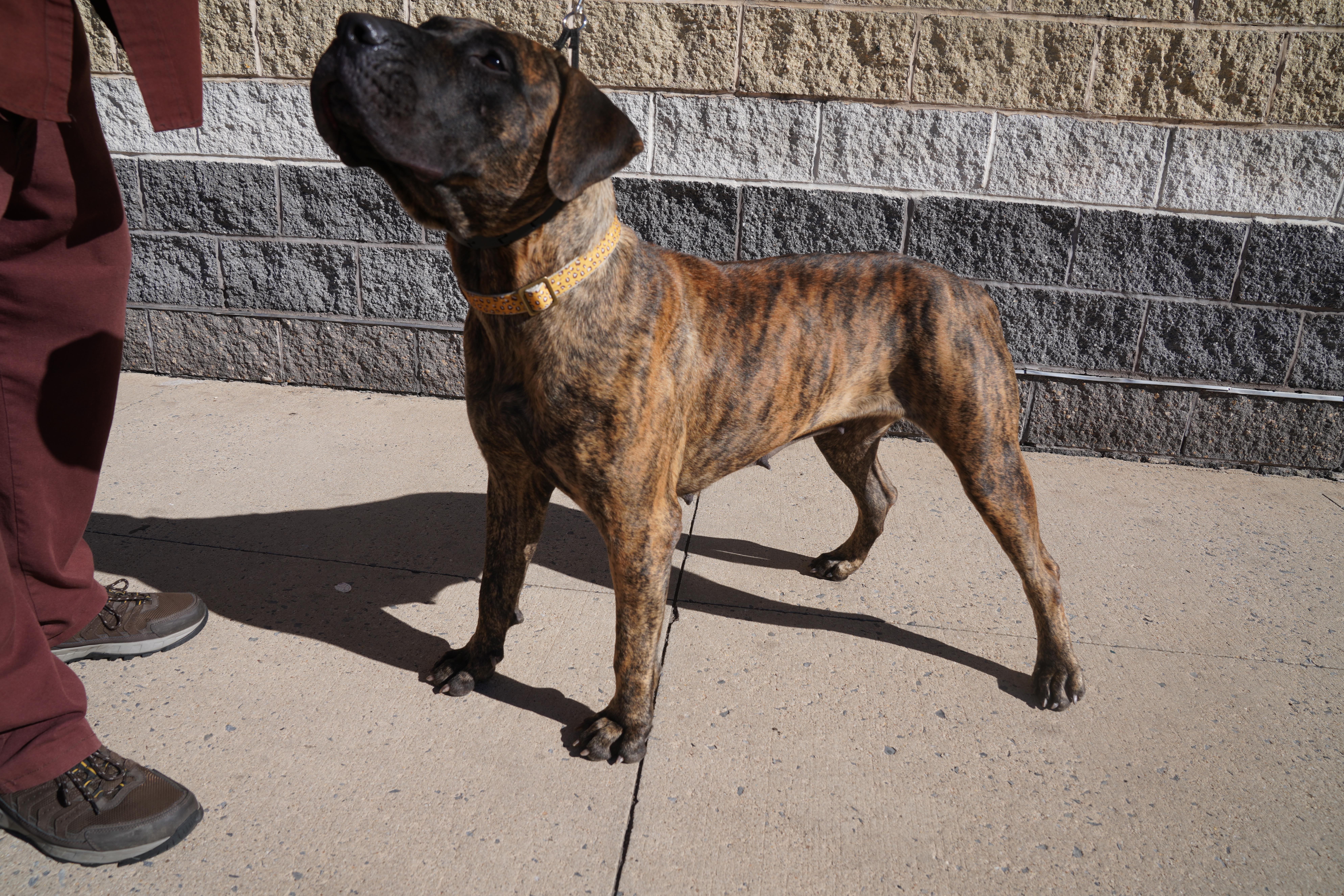 Shira, a Adoptable Bullmastiff in Pottsville, PA image 4/7