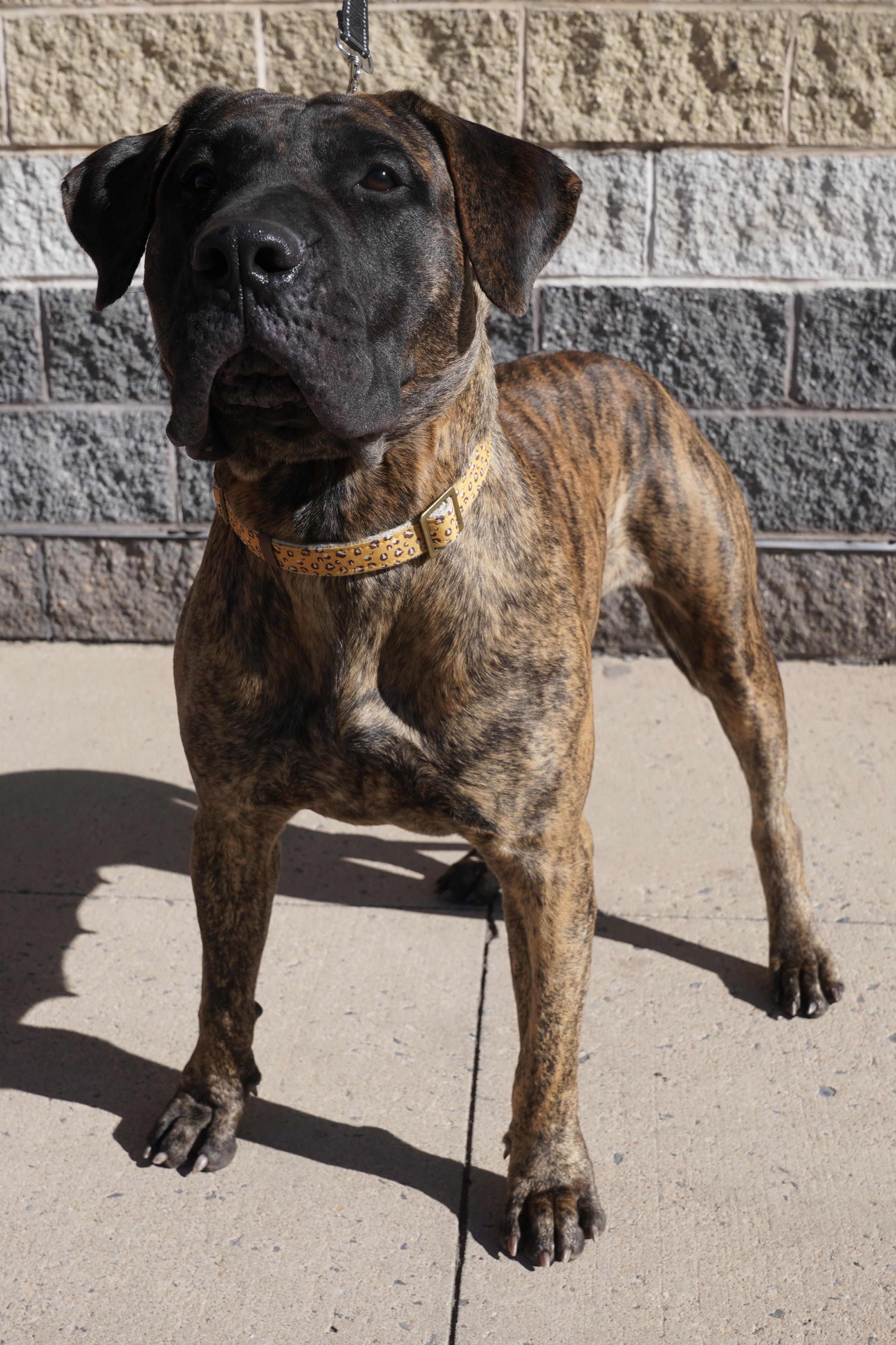 Shira, a Adoptable Bullmastiff in Pottsville, PA image 5/7