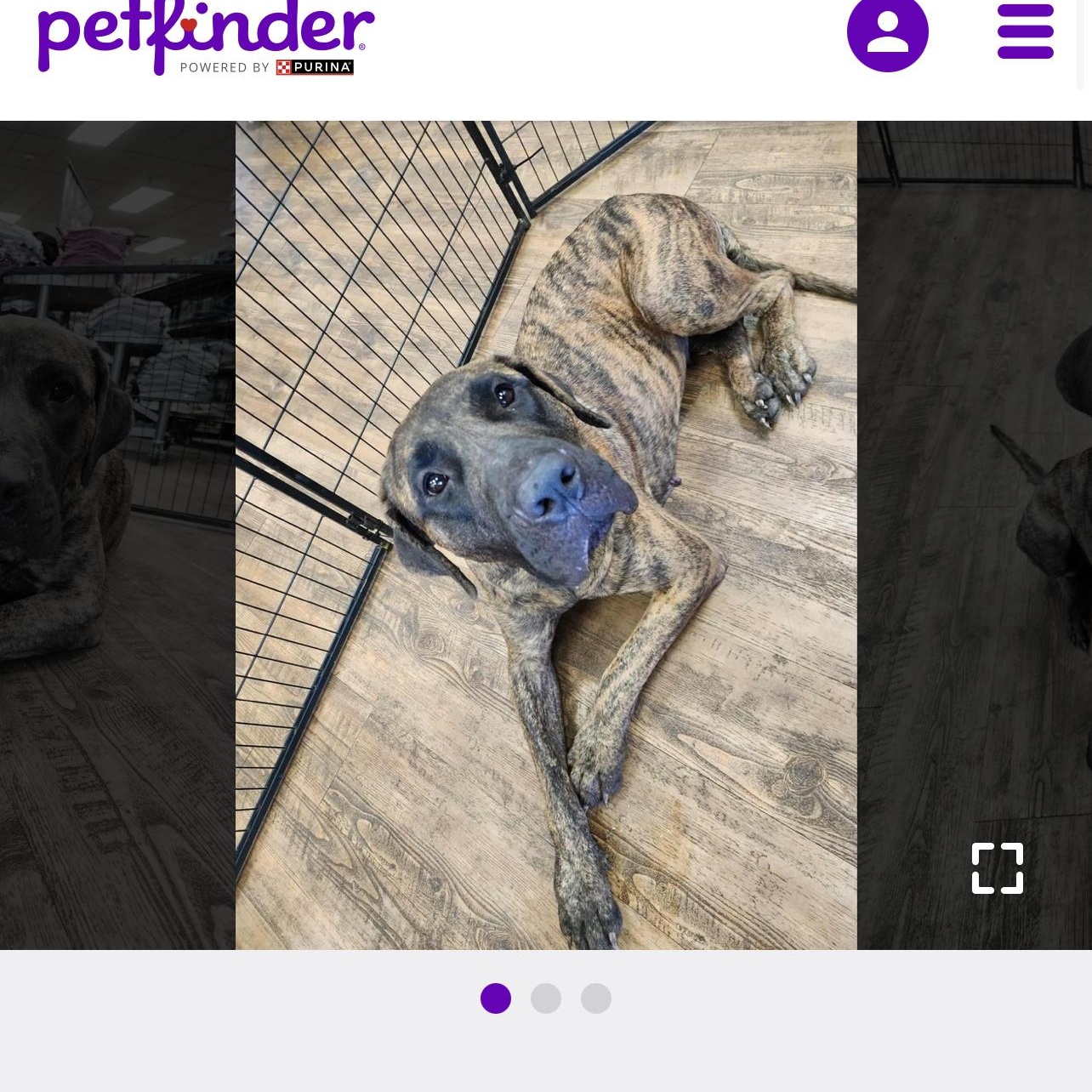 Shira, a Adoptable Bullmastiff in Pottsville, PA image 6/7