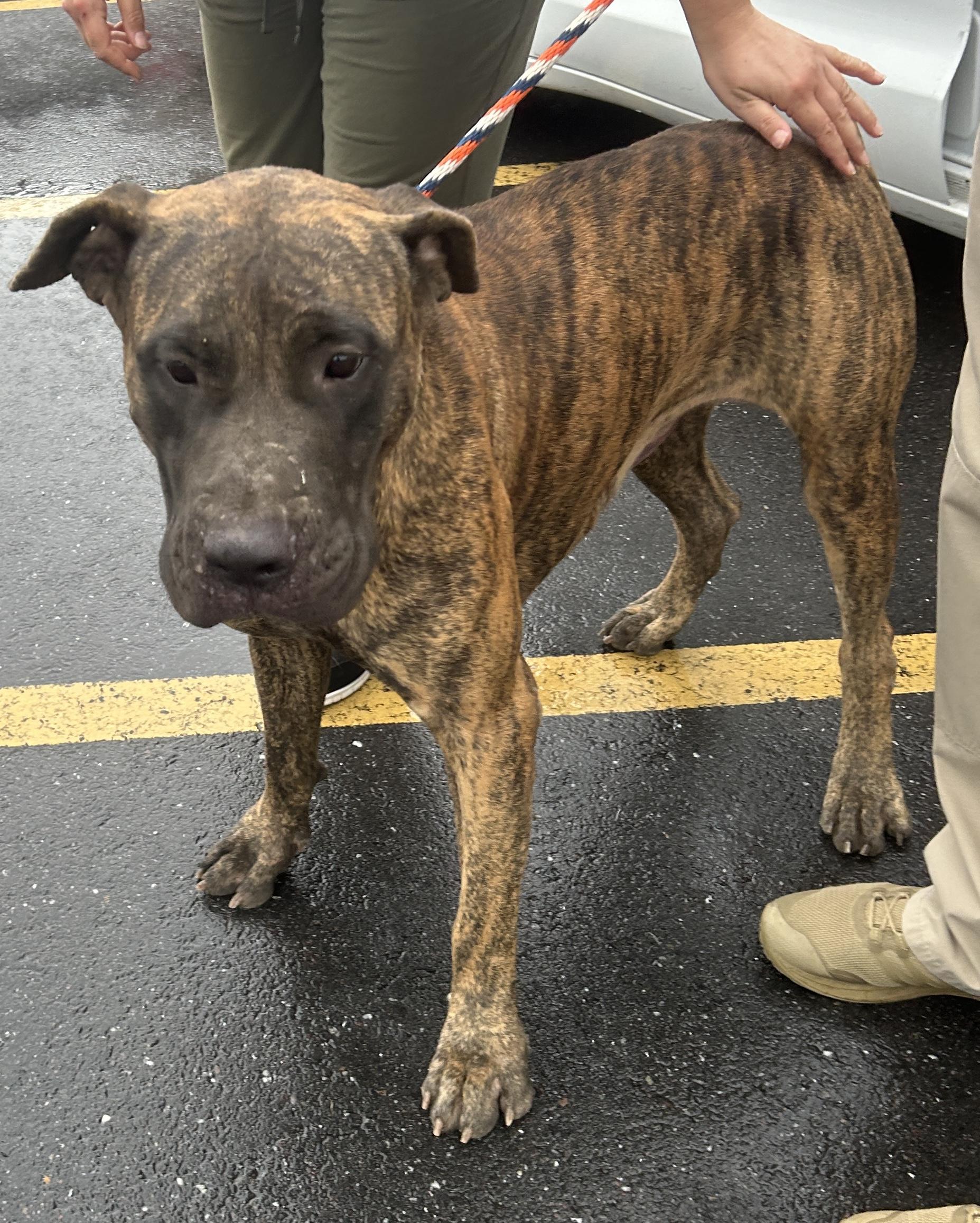Enlarge Shira, a Adoptable Bullmastiff in Pottsville, PA image 7/7