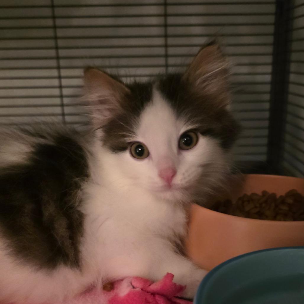 Cassian, Adoptable, Kitten Male Domestic Long Hair.