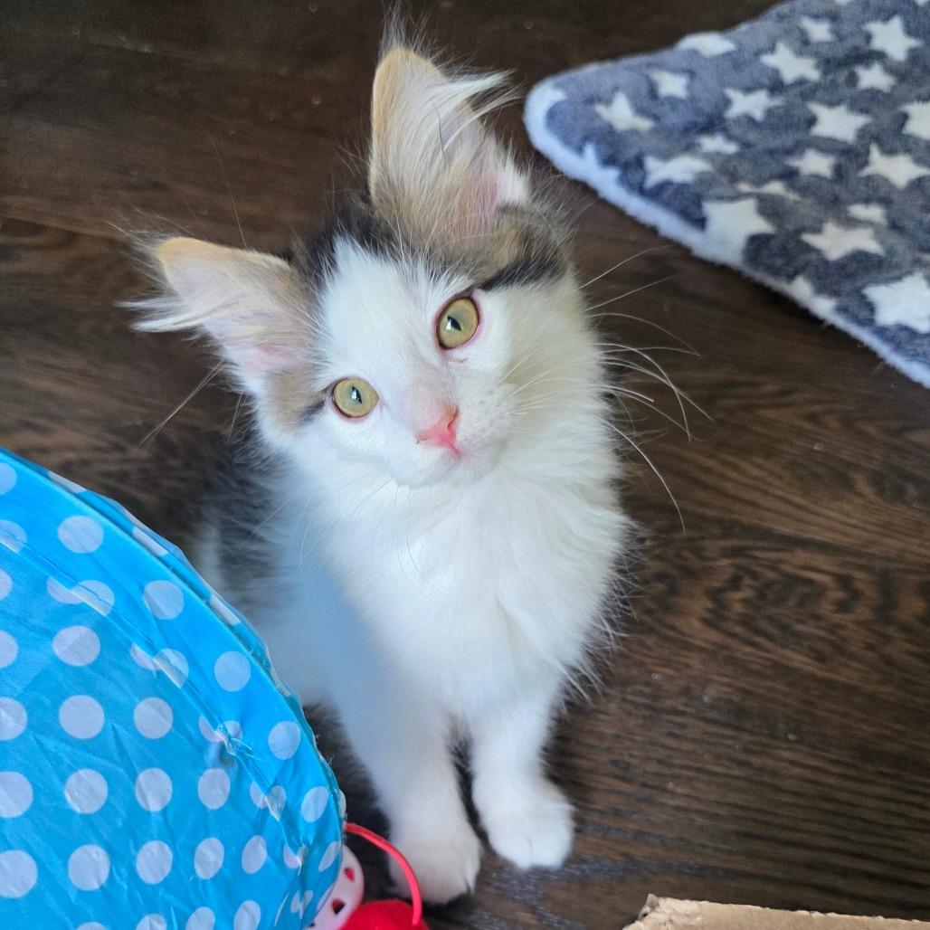 Cassian, a Adoptable Domestic Long Hair in Kansas City, MO image 3/3