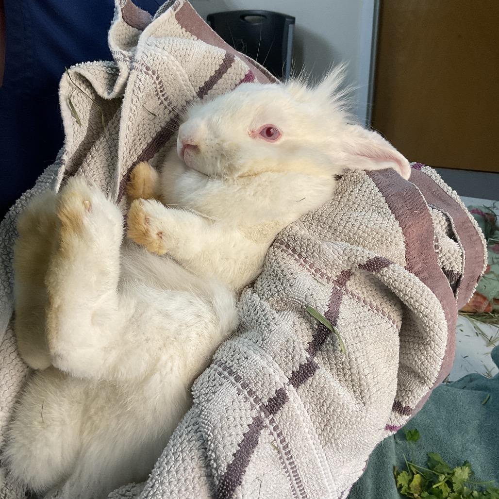 Hopsie Daisy, Adoptable, Adult Female American.