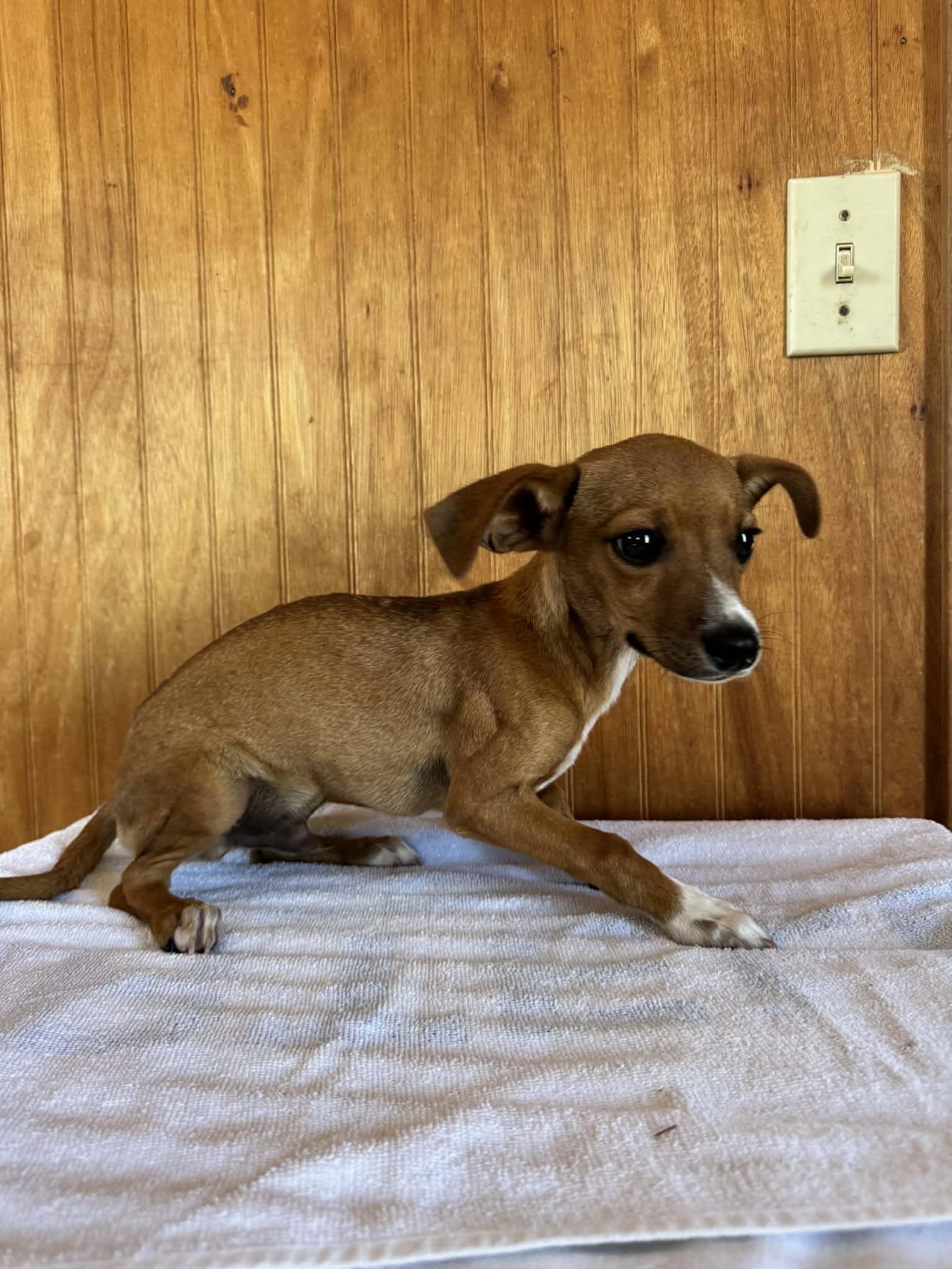 Enlarge Timothy, a ADOPTABLE mixed breed in Sanger, TX image 2/6