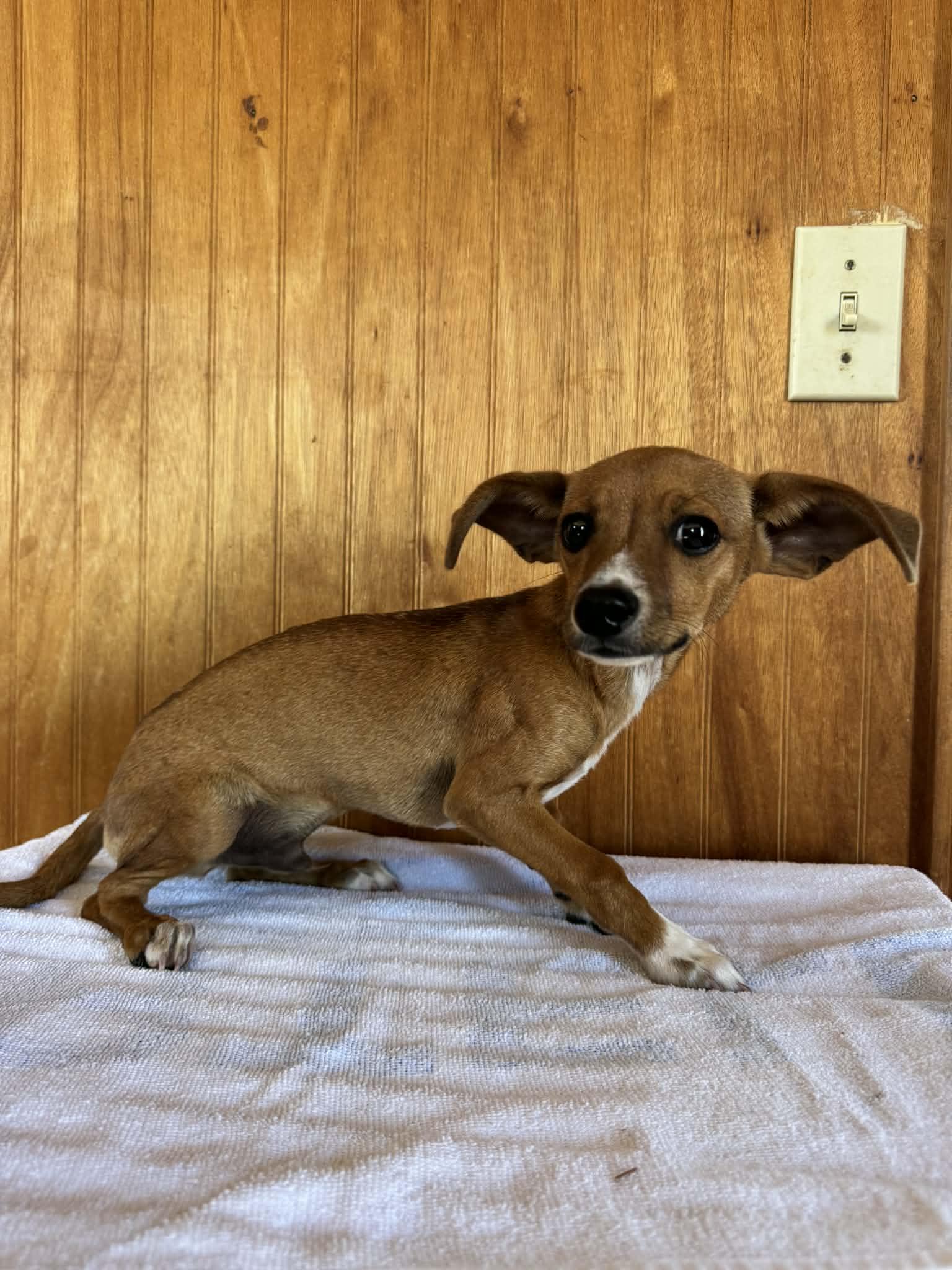 Enlarge Timothy, a ADOPTABLE mixed breed in Sanger, TX image 4/6