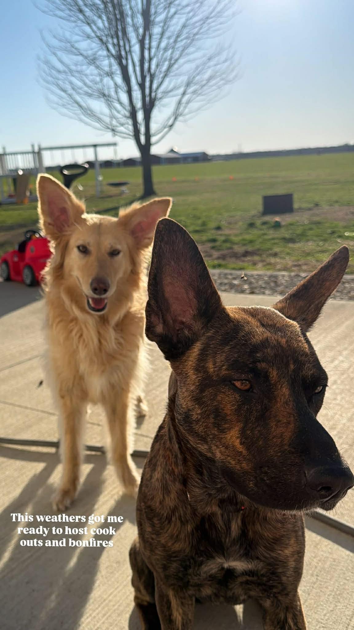 Coy, Adoptable, Young Female Dutch Shepherd.