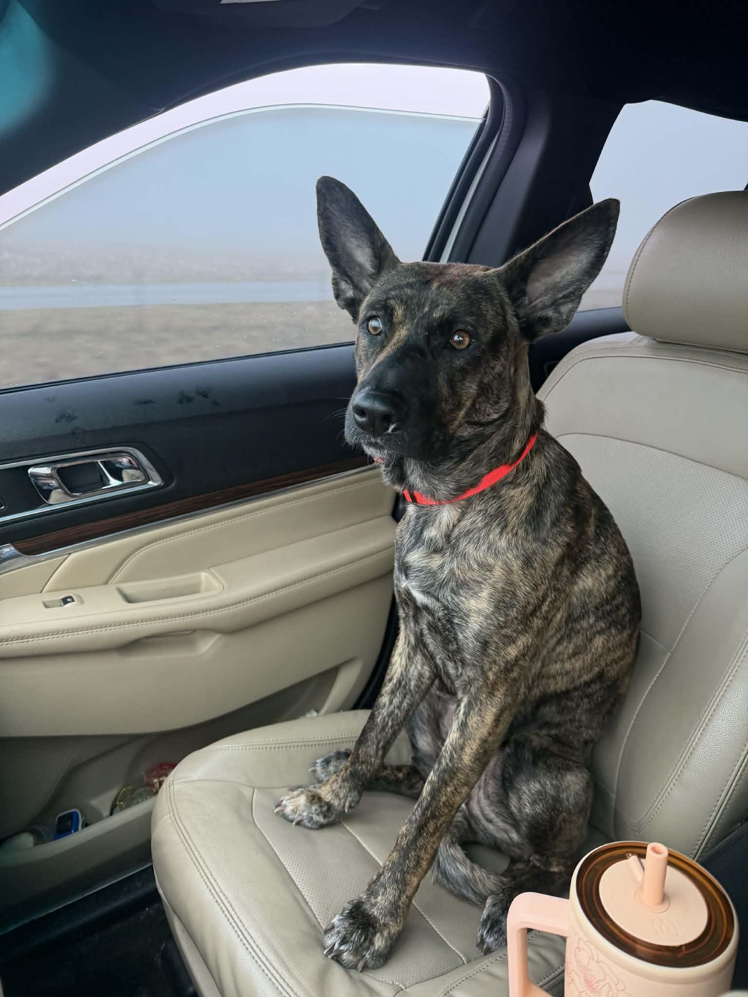 Enlarge Coy, a Adoptable Dutch Shepherd in Columbus, IN image 2/3