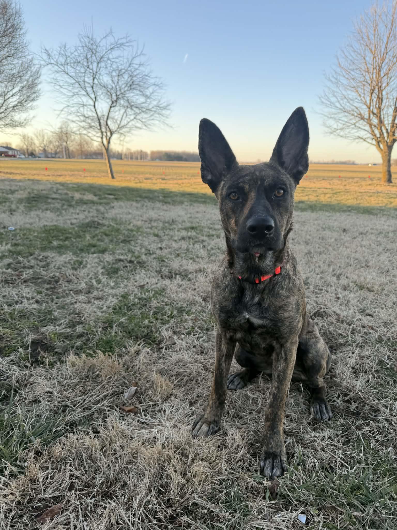 Enlarge Coy, a Adoptable Dutch Shepherd in Columbus, IN image 3/3