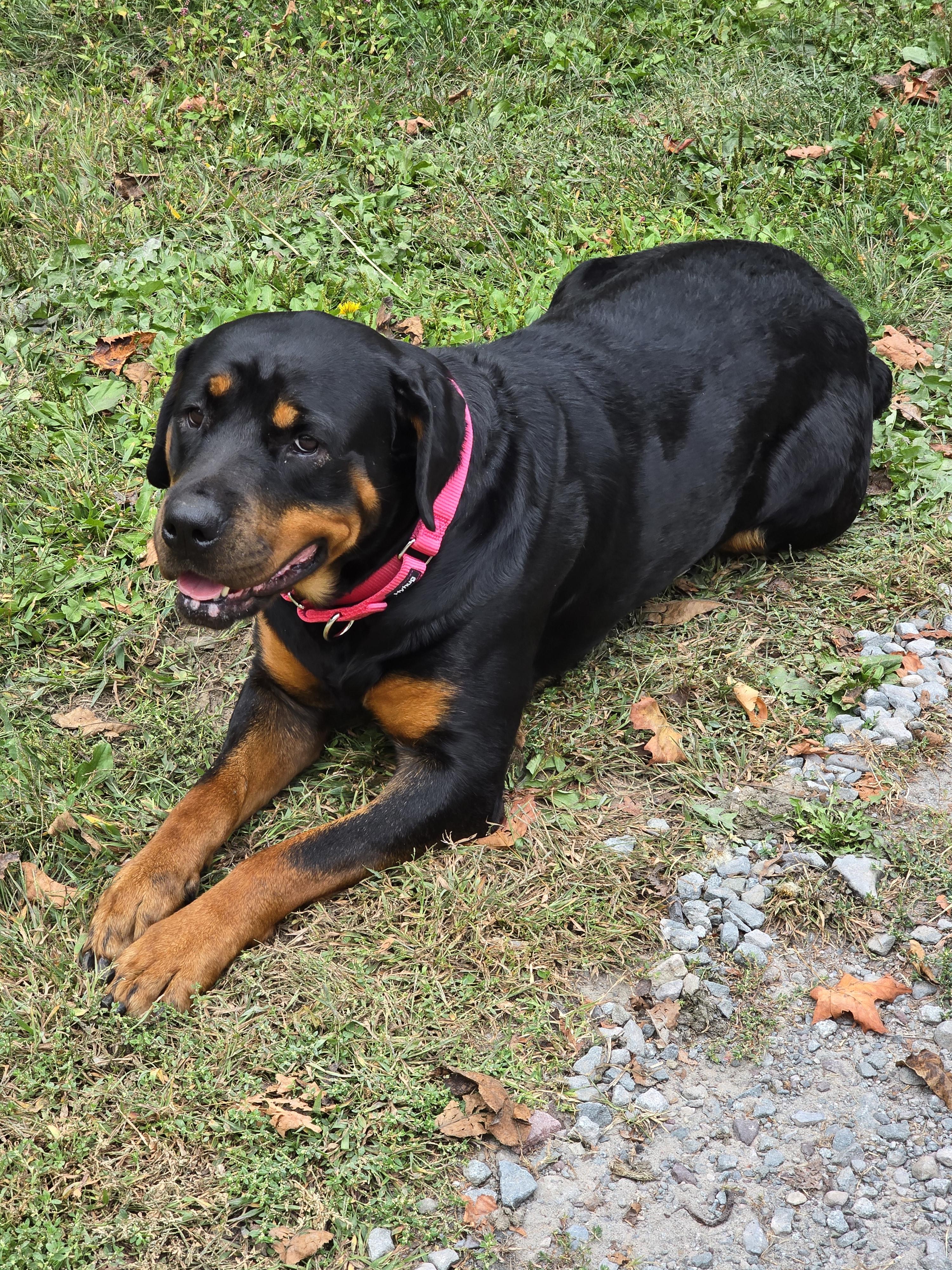 Mindy, Adoptable, Adult Female Rottweiler.