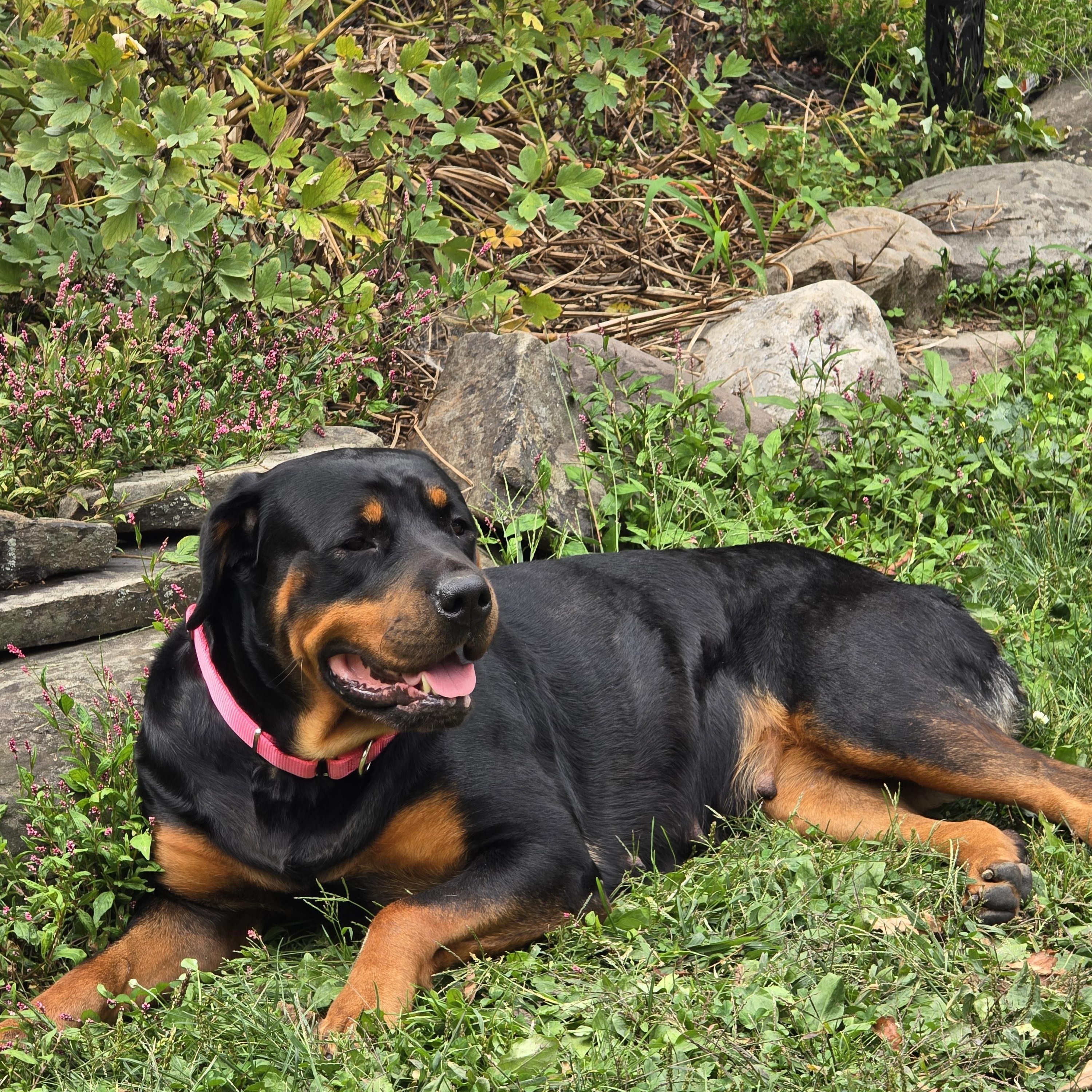 Enlarge Mindy, a Adoptable Rottweiler in Cuddebackville, NY image 2/2