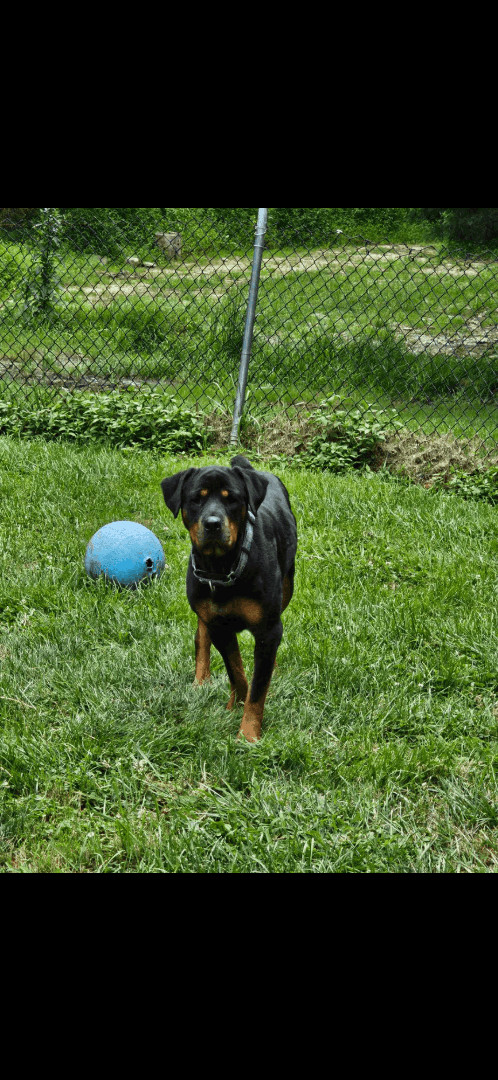 Mindy, a Adoptable Rottweiler in Cuddebackville, NY image 1/6