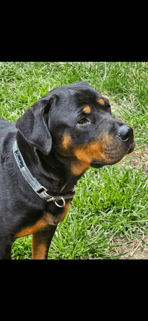 Mindy, a Adoptable Rottweiler in Cuddebackville, NY image 2/6