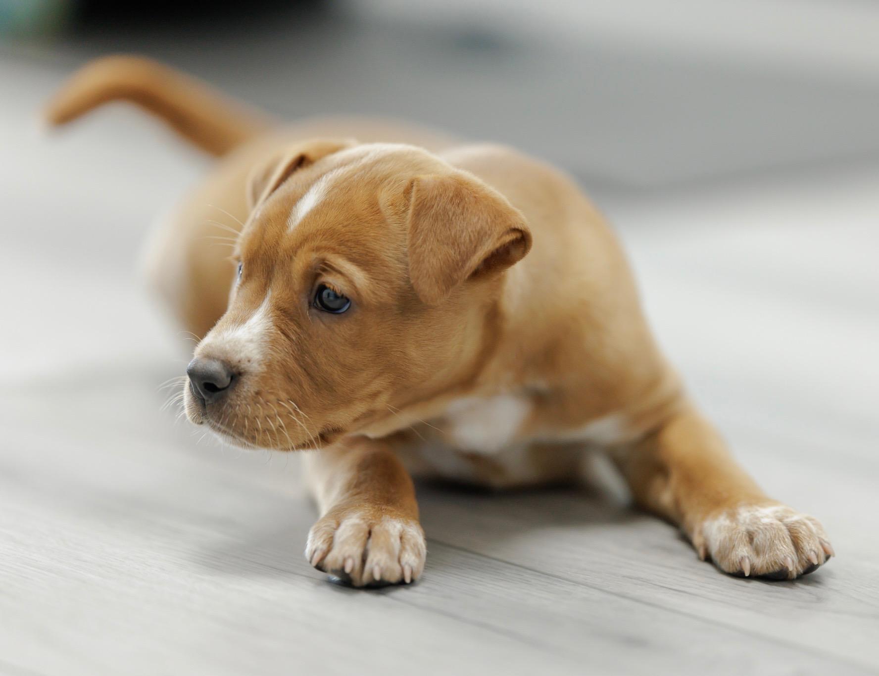 Enlarge Tail-or-swift, a Adoptable American Staffordshire Terrier in Evergreen, CO image 1/1
