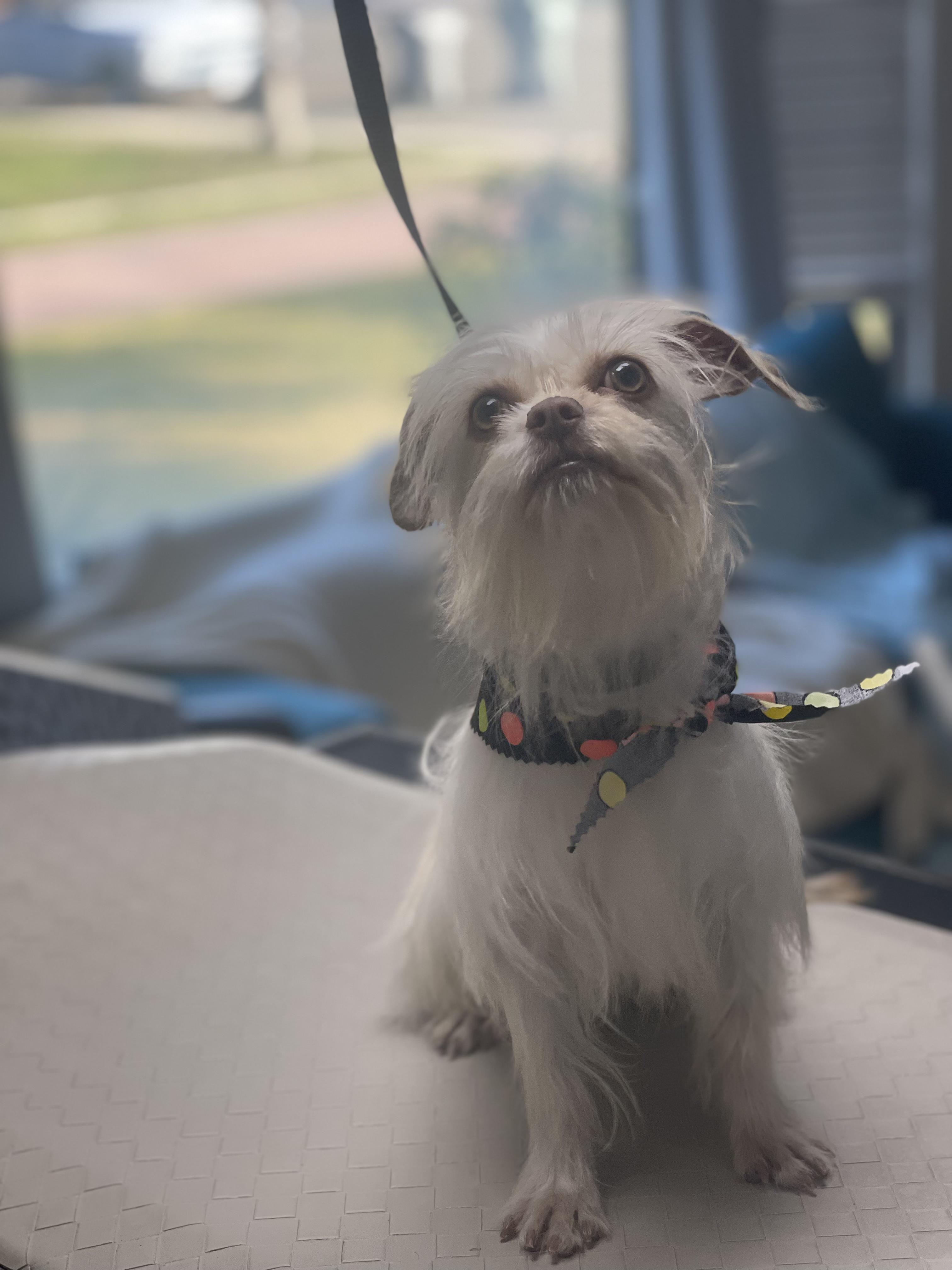 Tess — thumbnail 2