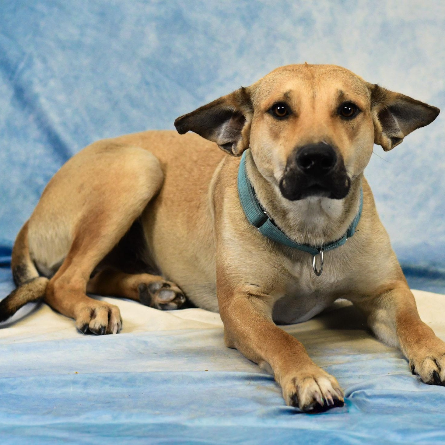 Floppy, ADOPTABLE, Adult Male Shepherd.