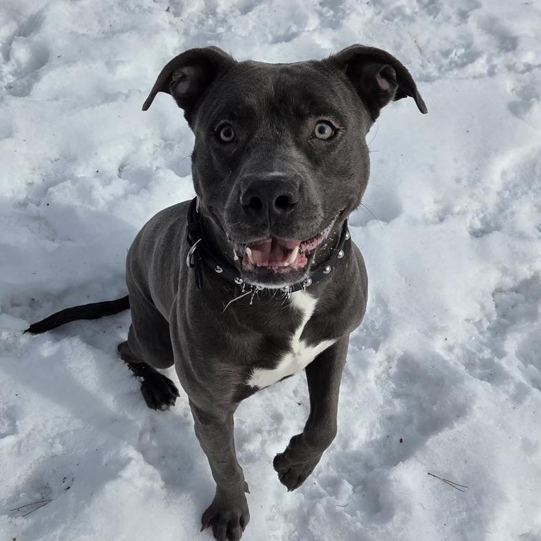 Enlarge Gris, a Adoptable mixed breed in Park Rapids, MN image 1/1