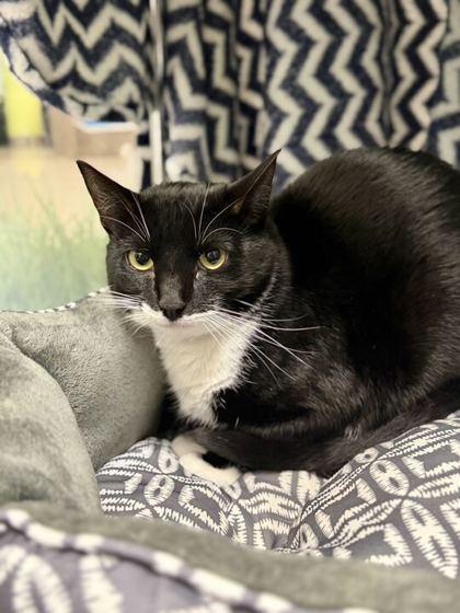 Enlarge Tempo, a Adoptable mixed breed in Daytona Beach, FL image 1/1