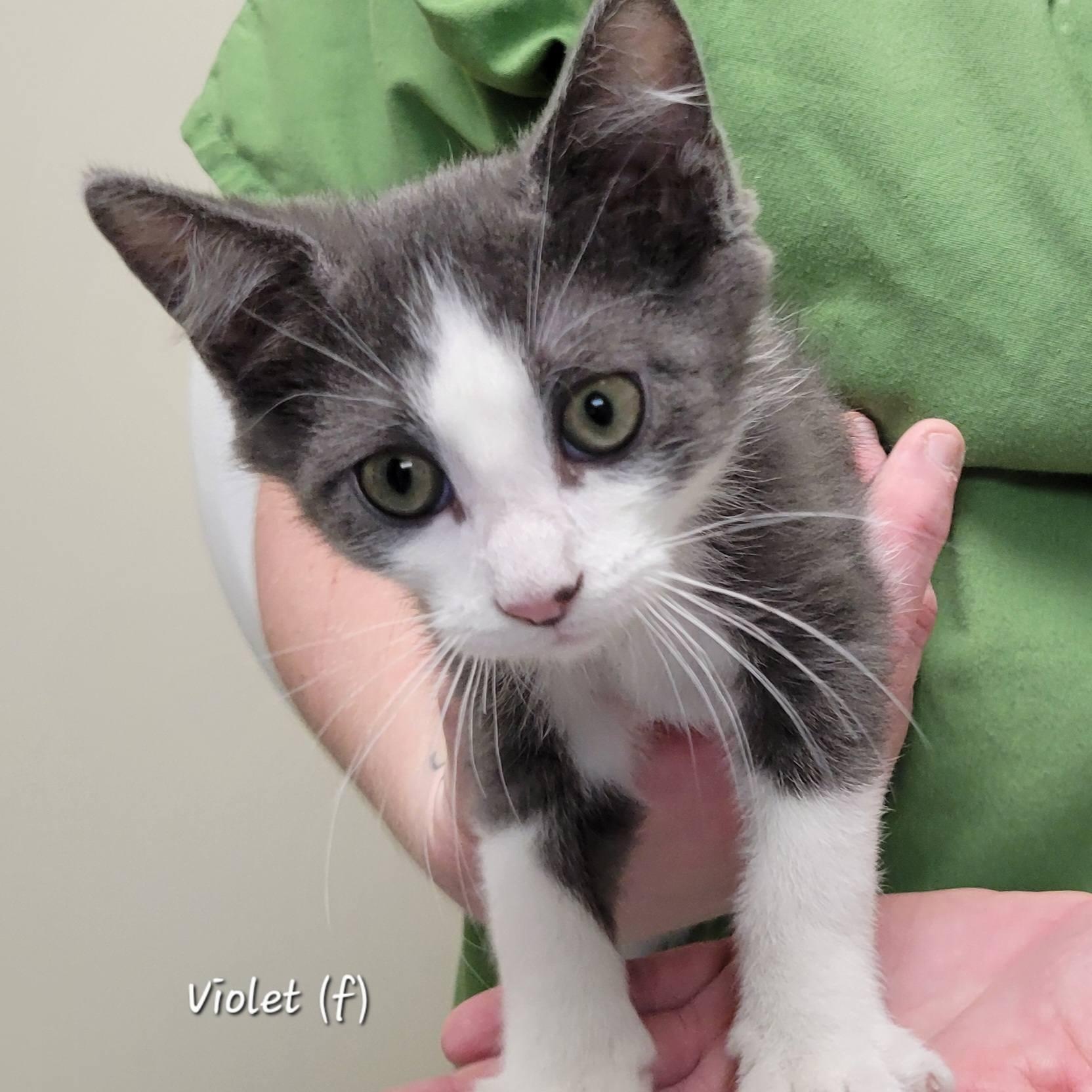 Enlarge Violet, a ADOPTABLE Domestic Short Hair in Mazon, IL image 1/1