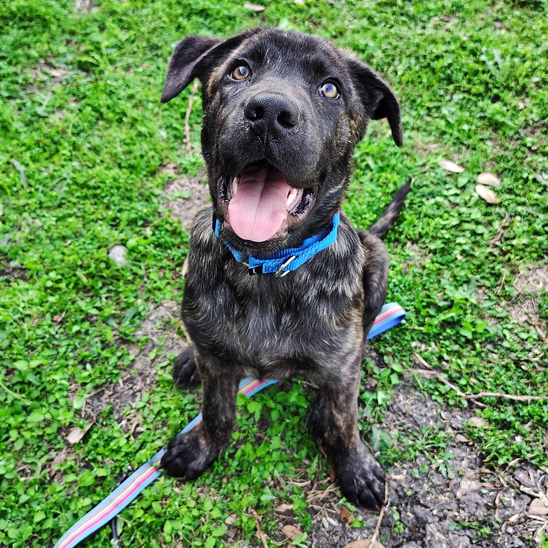 Ripley, adopted, Young Male Terrier & Mixed Breed.