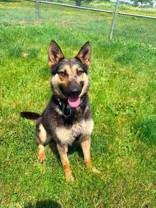 Enlarge Trixie, an adopted mixed breed in Whitby, ON image 1/1